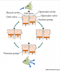 - buccal pressure pump
- opercular suction pump
- integration of two pumps produce nearly continuous unidirectional flow of water across respiratory surface