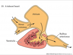 - myocardium usually spongy and oxygenated by blood in ventricle
- sinus venosus are great veins that empty into it
- ventricle is main propulsive force
- bulbus arteriosus acts as an elastic chamber and pressure reservoir