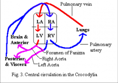 - ventricle incompletely divided by muscular ridges and spongy septa
- 2 systemic aortas: one from right and left ventricle
- formen of panizza prevents left systemic arch from carrying deoxygenated blood