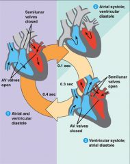 - systole is period of contraction
- diastole is period of rest/relaxation
- atrial and ventricular diastole
- atrial systole and ventricular diastole
- ventricular systole and atrial diastole