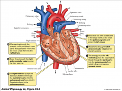 - oxygenated blood travels to heat in pulmonary veins and enters left atrium
- blood flows through left atrioventricular valve to enter left ventricle
- strongly muscular left ventricle pumps oxygenated blood through aortic valve into systemic aorta
- 