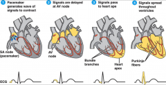 - pacemaker generates wave of signals to contract
- signals are delayed at AV node
- signals pass to heart apex
- signals spread throughout ventricles