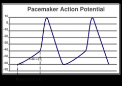 - pacemaker cells are special myocardial cells that discharge rhythmically
- have special type of action potential 
- first part of prepotential is caused by relatively smaller efflux of K+ in phase 4 of action potential 
- transient type of calcium ch