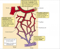 - arteriolar-venular anastomoses are direct connection between arterioles and venules
- when open provide way for blood to bypass capillary bed
- precapillary sphincters composed of rings of smooth muscle cells that act as muscular valves 
- blood ente