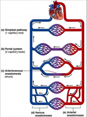- simplest pathway = one capillary bed
- portal system
- arteriovenous anastomosis