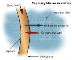 - hydrostatic pressure forces fluid through a selectively permeable membrane
- driven by pressure differences
- capillaries give off fluid at arteriole end due to higher BP/hydrostatic pressure 
- hydrostatic and osmotic pressure decrease along length 