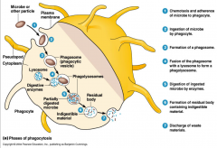 - chemostasis and adherence of microbe to phagocyte
- ingestion of microbe by phagocyte
- formation of a phagosome
- fusion of phagosome with a lysosome to form a phagolysosome
- digestion of ingested microbe by enzymes
- formation of residual body  