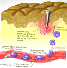 - diffuse from inflamed site 
- act as chemotactic agents
- neutrophils enter blood from bone marrow
- margination 
- diapedesis
- positive chemotaxis
