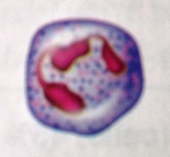 Nucleus multilobed
inconspicuous cytoplasmic granules