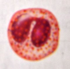 Nucleus bilobed
red cytoplasmic granules