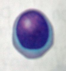 Nucleus spherical or indented
Pale blue cytoplasm