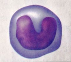 Nucleus U or kidney shaped
Gray-blue cytoplasm