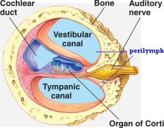 3 structures filled with fluid 
1. vestibular canal
2. cochlear duct
3. tympanic canal 
*basilar membrane separates cochlear duct from temp. canal