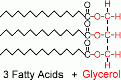 3 fatty acids ester linked to a 3C backbone (glycerol)

-primary biological storage form of lipids (body fat)
-less soluble in H2O that fatty acids because they fom ester link between alcohol and carboxylic grp which removes their polarity
-less dense