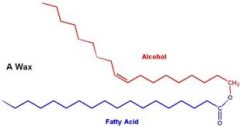 long chain alcohols ester linked to long chain saturated or unsaturated fatty acids
-insoluble + have high melting points
-FXNS: storage, protection, waterproofing, evaporation