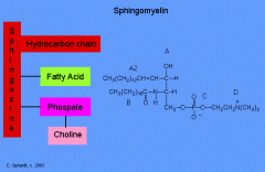 example of phosphosphingolipid

ceramide (sphingosine + amide linked fatty acid) + phosphocholine attached to the alcohol
abundant in the myelin sheath surrounding nerve cells
structurally similar to phsophatidylcholine