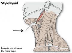 Styloid process