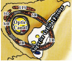"Rectus Ring"


- Sup., Inf, Medial, and Lateral Rectus form the Common Tendinous Ring


(= on Apex of Orbit)


 


CTR divides the Superior Orbital Fissure. 


 


Optic canal is inside. 
