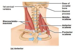 Lower cervical vertebra (Transverse processes)