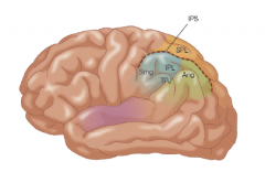 What is this a picture of and what type of processing is it a major neuroanatomical structure of?