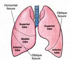 Divides the lung on both sides into upper and lower lobes. The upper lobe on the right is further subdivided by the horizontal fissure into definitive upper lobe - above the fissure - and middle lobe - below the fissure. The fissures extend from t...