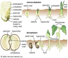 Know: hypocotyl, radicle, micropyle, hilum, cotyledon, seed coat, plumule
Flowering: multiples of 3