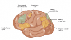 1) inferior frontal gyrus
2) dorsolateral prefrontal cortex
3) frontal eye field
4) inferior parietal lobe
5) superior parietal lobe 
6) temporo-parietal junction