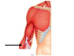 dividing line between flexors(anterior) and extensors(posterior)