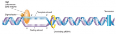 RNA polymerase "3 steps" (hpic)


transcription