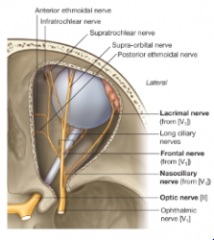 branch of Frontal Nerve (CN V1)