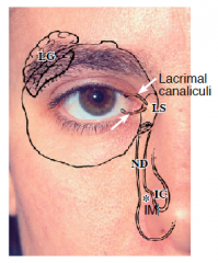 Lacrimal gland = innervated by Facial n. (CN VII). 


 


Path of tears:


*Goes lat -> medial


 


1) Lacrimal gland (makes tears)


 


2) Lacrimal puncta 


 


3) Lacrimal canaliculi


 


4) Lacrimal sac (LS)


...