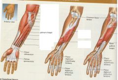Deep in the forearm, more lateral/closer to thumb