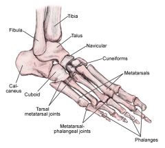 Five bones that connect the tarsals to the phalanges.
