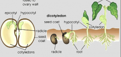 know: hypocotyl, radicle, micropyle, hilum, cotyledon, seed coat, plumule