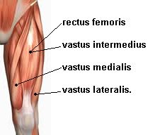 located lateral to rectus femoris