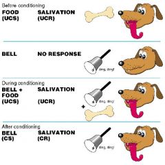 Classical Conditioning: 
-All animals are born with some natural reflexes to some stimuli 
-when a stimulus is associated with this stimuli and eventually creates the same response is known as classical conditioning. 


Pavlov (1972): Pavlov reali...