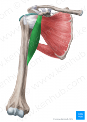 What is the insertion of coracobrachialis?
