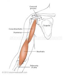 What is the insertion of brachialis?