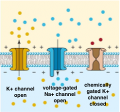 - k+ channel (leaky one) is open 
- Voletage gated Na+ channel is open
- K+ leaves and Na+ enters the cell 
- Leading to lesser negative charge building up in the inner part of the membrane