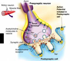 - at presynaptic neurones, when signal arrives, ion channels are ready to give an influx of calcium 
- calcium stimulates vesicle containing Acetylcholine (Ach) molecules 
- the contain will then be release at the cleft through exocytosis 
- Ach t...