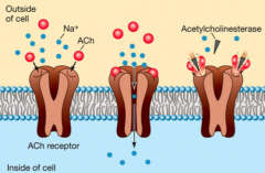 - Acetylcholine binds to its receptor and cause the receptors to change shape 
-  opening the gate, allowing Na+ to enter
- leading to depolarisation 
- creating membrane potential