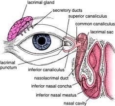 •	tears are secreted by the lacrimal gland (at superolateral part of eye) to lubricate the eyes
•	tears pool in the lacrimal caruncle/lake (at medial part of eye)
•	tears drain into the puncta lacrimalis and then through the lacrimal canal...