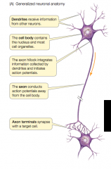 axon hillock is the region where all information collected by dendrites being integrated and initiated action potential