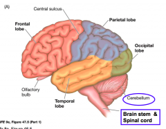 - frontal lobe, parietal lobe, temporal lobe, occipital lobes, 
- left and right cerebral hemisphere