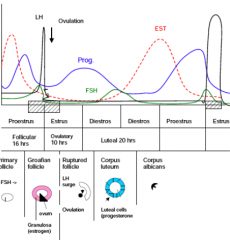 A surge of LH causes expulsion of ova (multiple), as a result corpus luteum secretes progesterone. The progesterone increased before release in proetsrus. This blip is 
many luteal cells only secrete progesterone when primed by estrogen. 