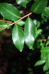 Ilex vomitoria
ID- Spurs on top portion of leaf, smooth at base
1/2 to1(1/2)" long
*NO blackish glands on underside