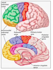 lateral prefrontal cortex
ventromedial prefrontal cortex
premotor areas
primary motor area
posterior cingulate gyrus
anterior cingulate gyrus