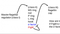 sigma factor leads to expression


FlgM blocks sigma factor