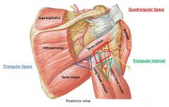 Quadrilateral space syndrome involves dysfunction of the axillary nerve, perhaps by entrapment or compression, resulting in the functional denervation of the teres minor.Ans4