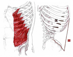 Udspring: De 8 nederste ribben
Hæfte: Crista iliaca anterior, aponeurosis abdominis (linea alba)
Funktion: Lat. flex. til samme side, rot. til modsatte side (unilateralt) samt flexion af columna, og fastholde abdominalindhold (bilateralt)